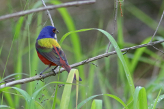 Painted Bunting