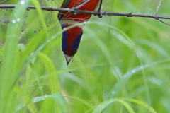 Painted Bunting