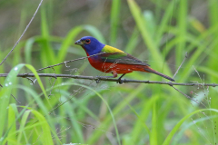 Painted Bunting