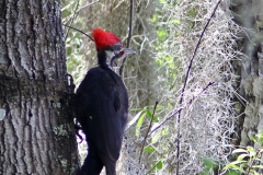 Pileated Woodpecker