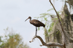 Limpkin