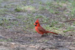 Northern Cardinal