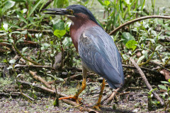 Green Heron