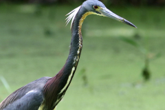 Tricolored Heron