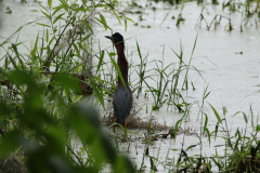 Green Heron