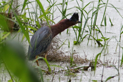 Green Heron