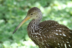 Limpkin