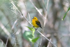 Prothonotary Warbler