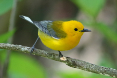 Prothonotary Warbler