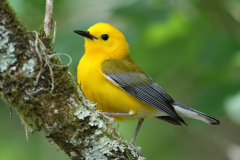 Prothonotary Warbler