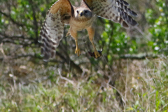 Red-shouldered Hawk