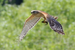 Red-shouldered Hawk