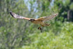 Red-shouldered Hawk