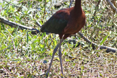 Reddish Egret