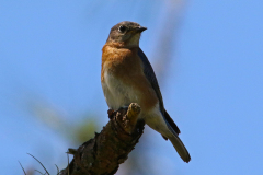 Eastern Bluebird