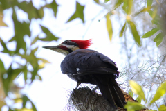 Pileated Woodpecker