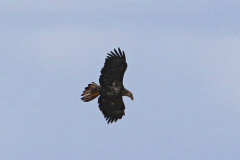 Juvenile Bald Eagle