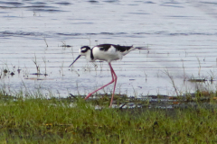 Black-necked Stilt