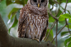 Barred Owl