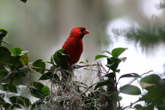 Northern Cardinal