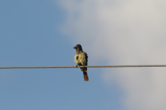 Great Crested Flycatcher