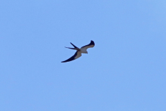 Swallow-tailed kite