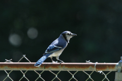 Blue Jay