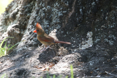 Northern Cardinal (female)