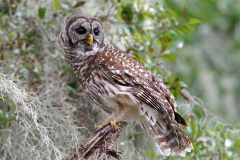 Barred Owl