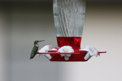 Ruby-throated Hummingbird