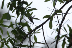 Ruby-throated Hummingbird