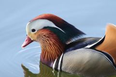 Mandarin Duck