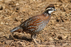 Common Quail