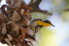 Yellow-throated Warbler