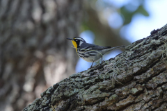 Yellow-throated Warbler