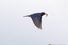 American-Bluebird-flying