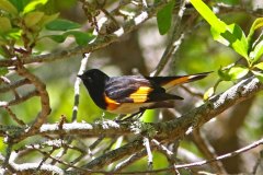 American-Redstart