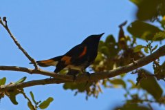 American-Redstart