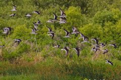 Black-Skimmers