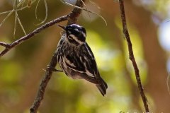 Black-and-White-Warbler