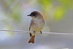 Eastern-Phoebe