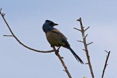 Florida-Scrub-Jay