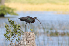 Glossy-Ibis