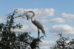 Great Egret