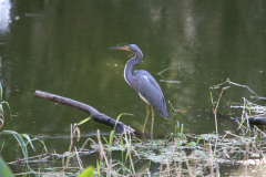 Tricolored Heron