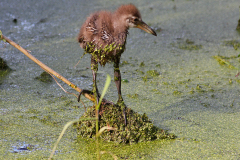 Baby Limpkin