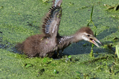 Baby Limpkin