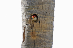 Red-bellied-Woodpecker