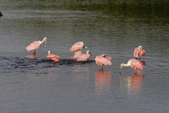 Roseate Spoonbills