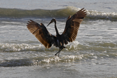 Reddish Egret